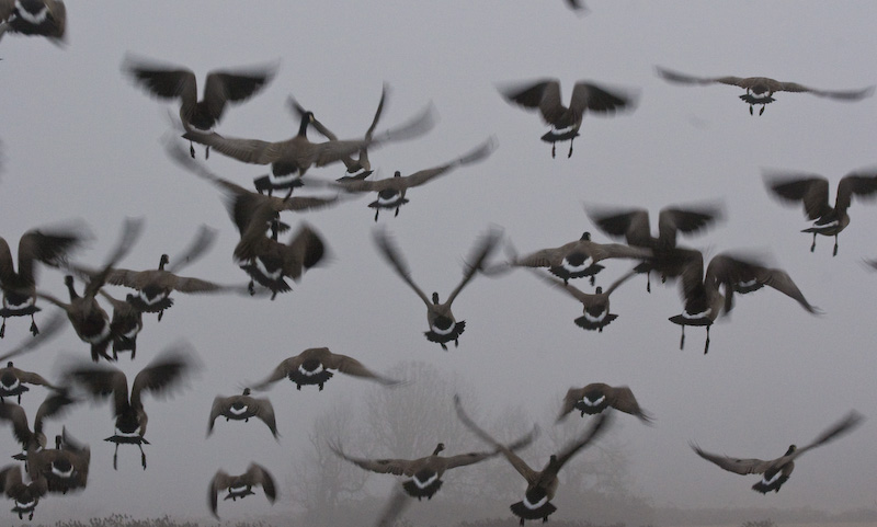 Cackling Geese In Flight